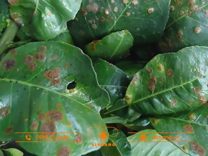 Nguyên nhân gây ra bệnh đốm mắt cua