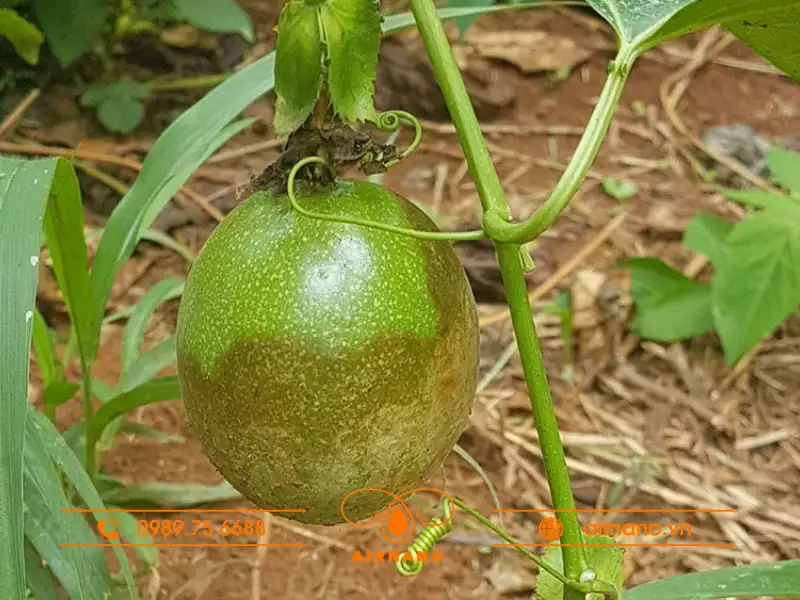 Nguyên nhân và điều kiện phát sinh bệnh bã trầu