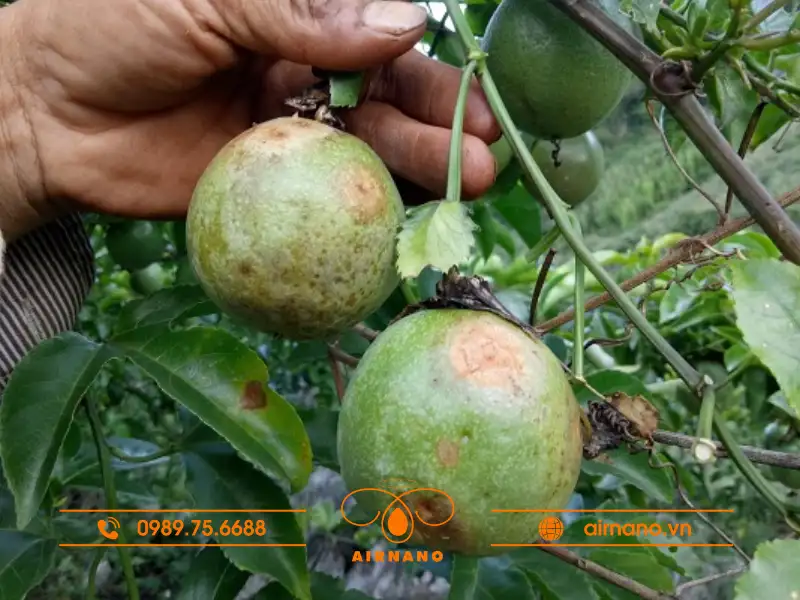 Tác hại của bệnh bã trầu đối với cây chanh dây