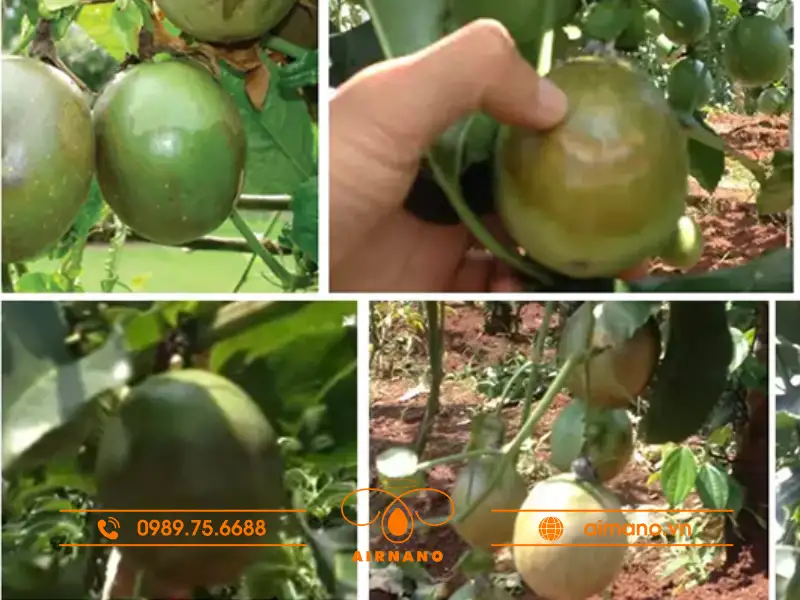 Bệnh bã trầu trên chanh dây