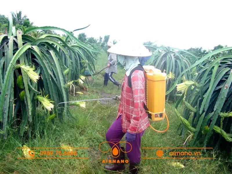 So sánh phương pháp phun truyền thống và máy bay phun thuốc cho cây thanh long