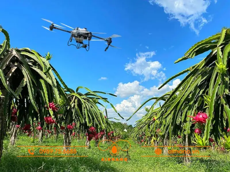 Ứng dụng máy bay phun thuốc cho cây thanh long