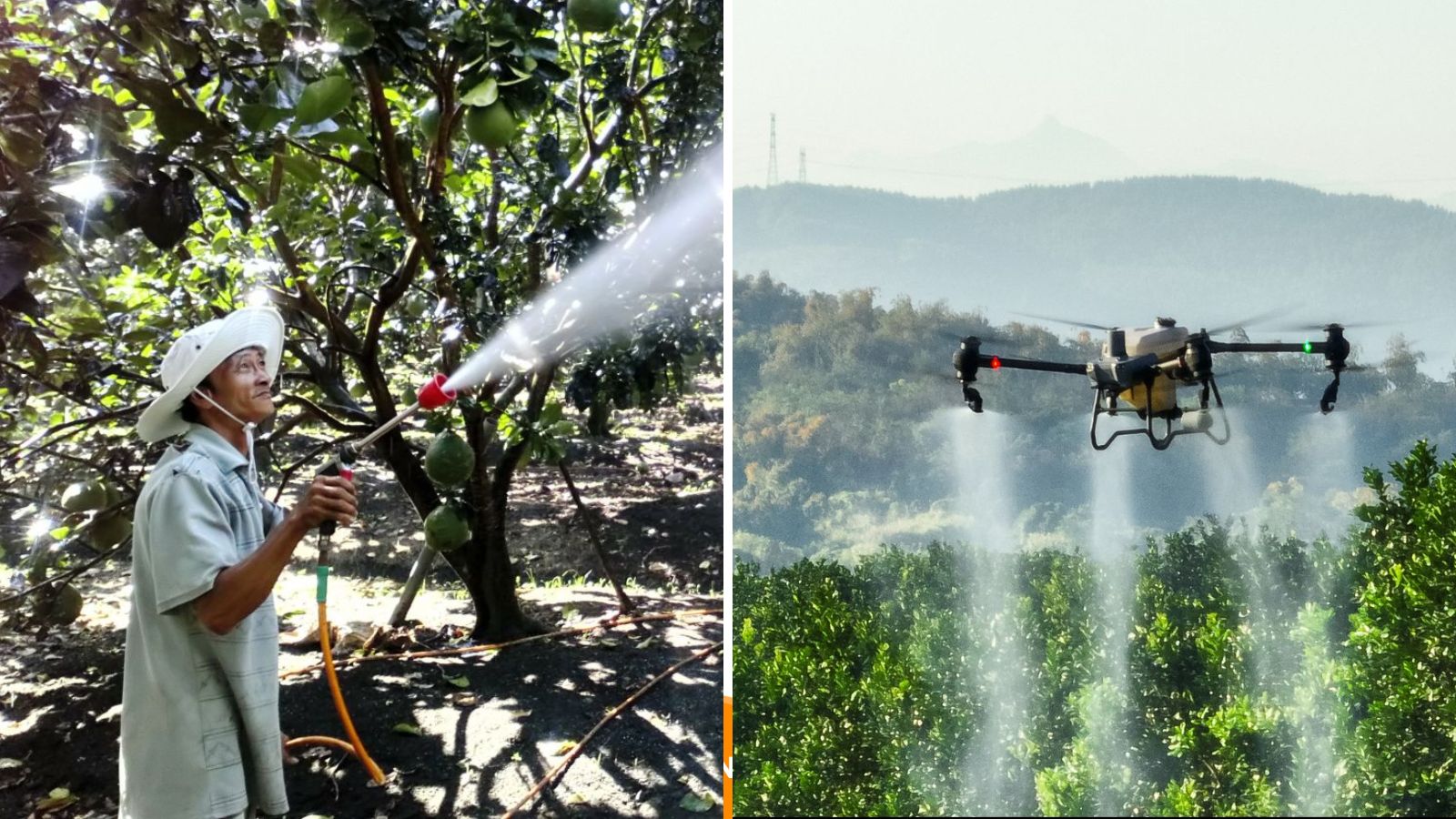 So sánh phương pháp phun truyền thống và thiết bị bay phun thuốc cho cây bưởi