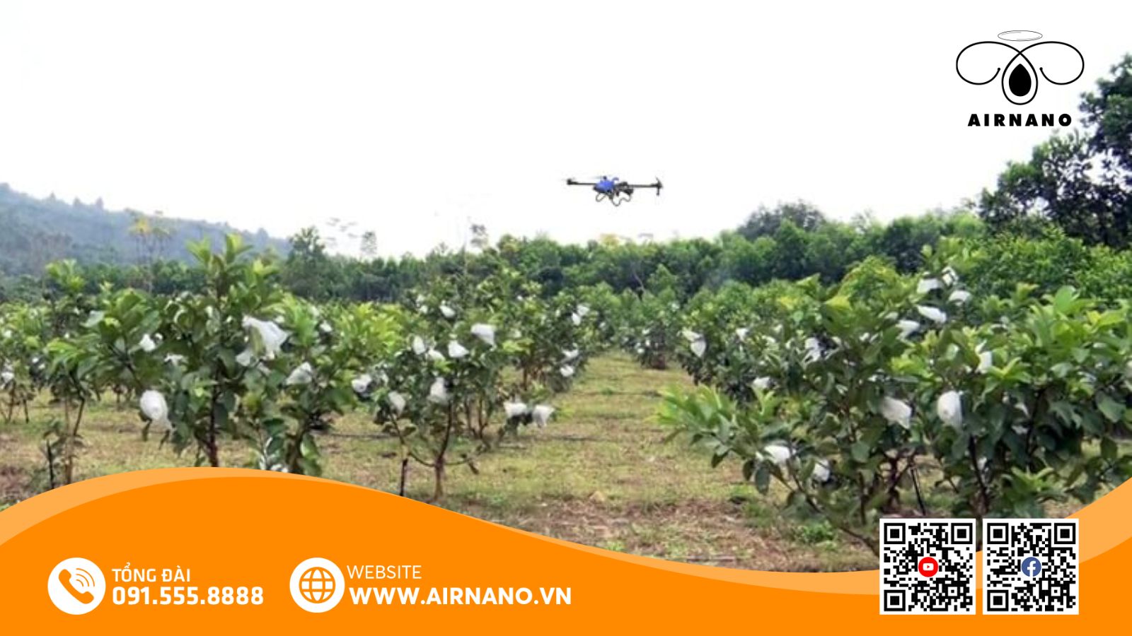 Ứng dụng máy bay phun thuốc cho cây ổi