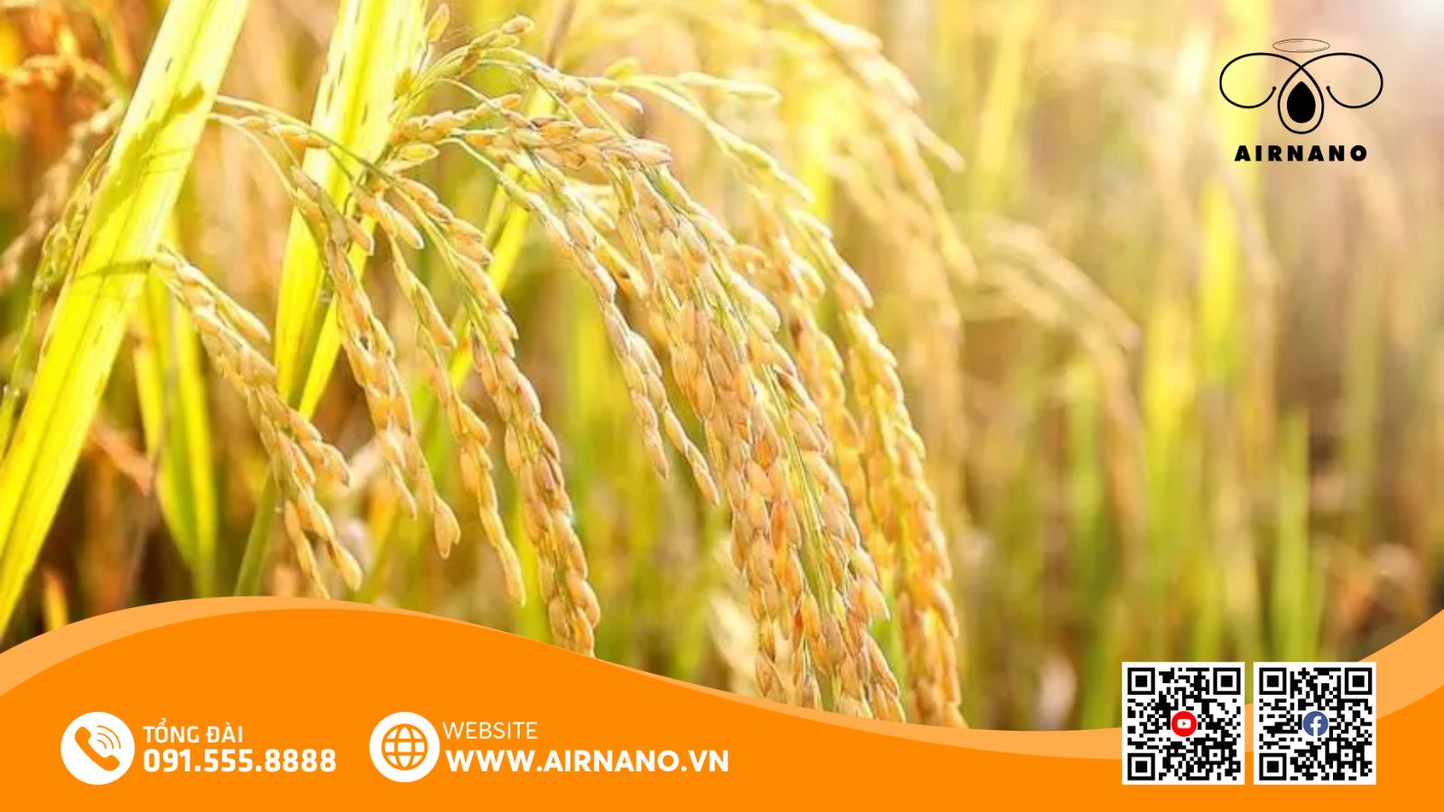 Đặc điểm của giống lúa VT 404