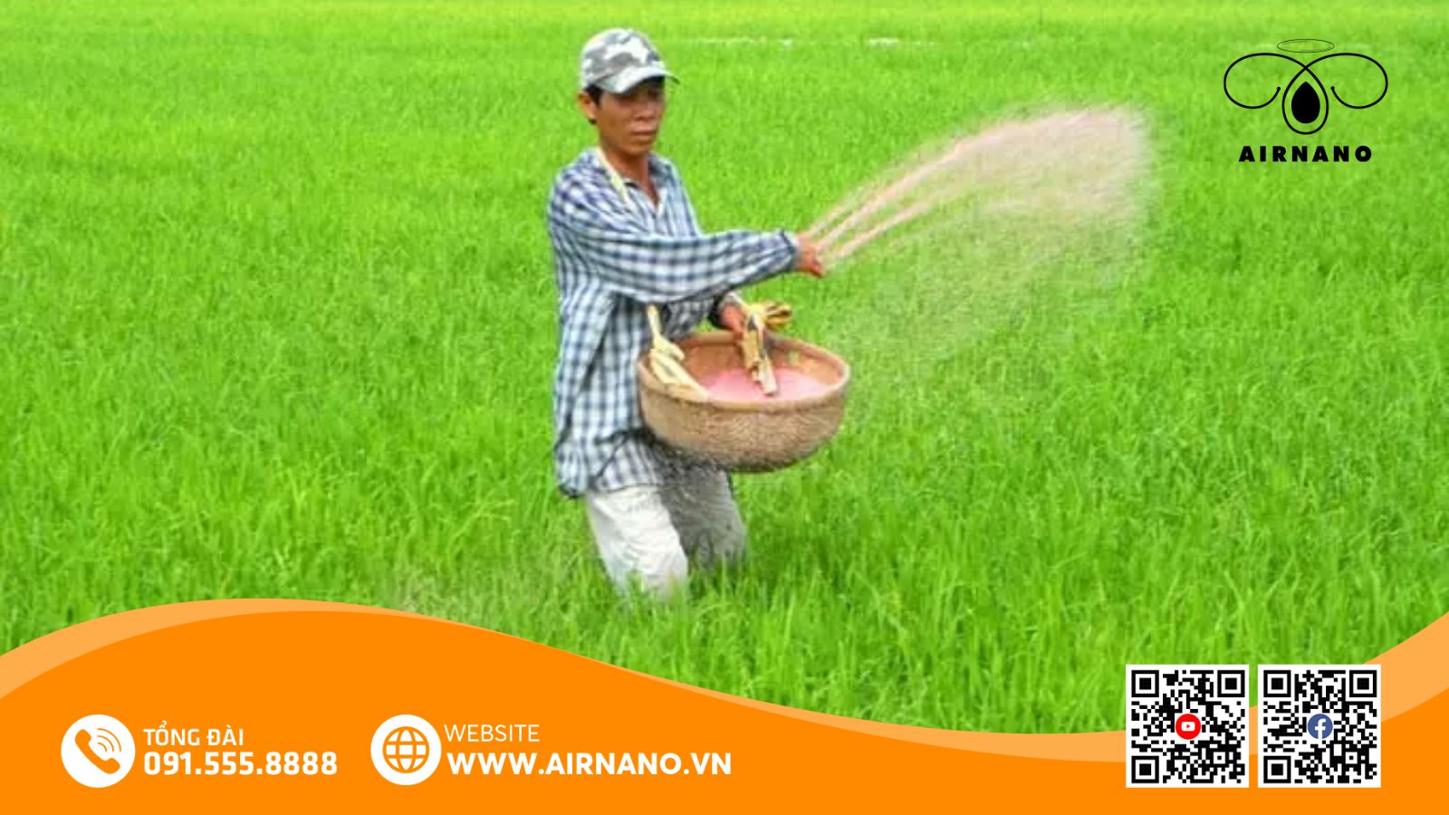 Kỹ thuật bón phân cho giống lúa VT 404