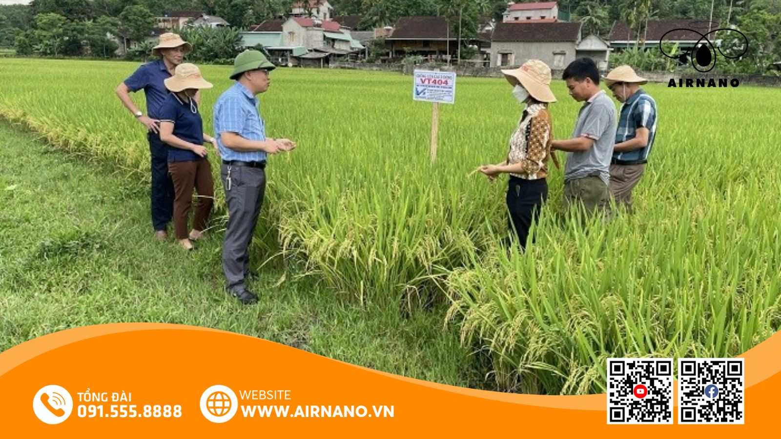 Kỹ thuật canh tác giống lúa VT 404 (1)