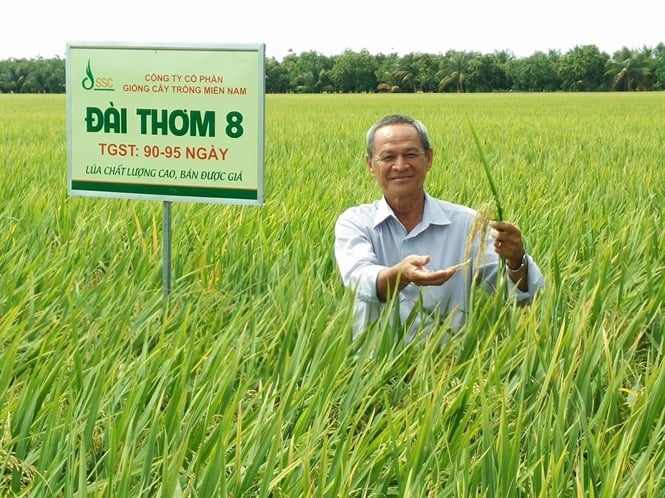 Giống lúa Đài Thơm 8