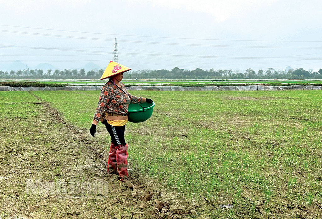 Thời Gian Sinh Trưởng Của Cây Lúa