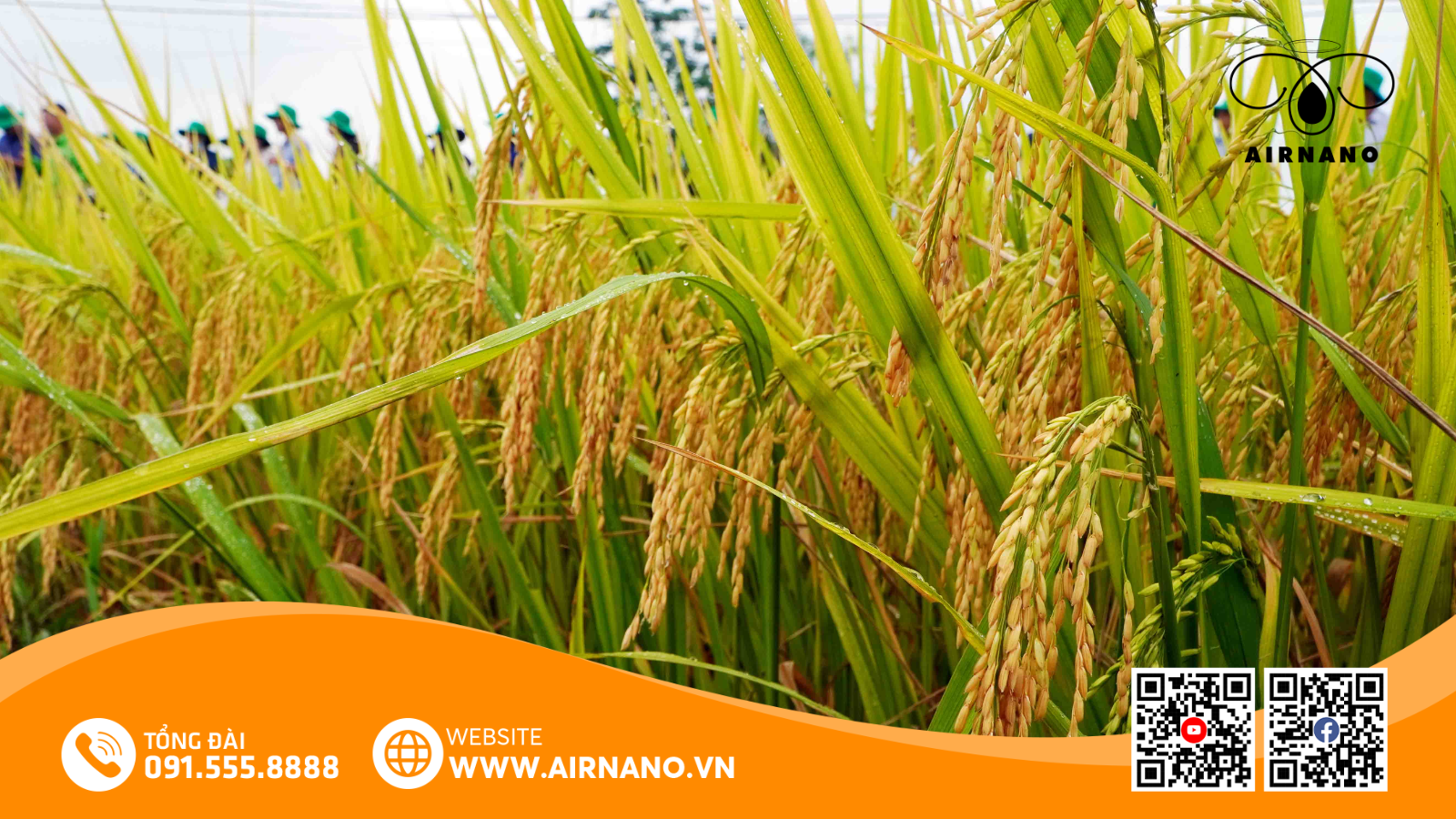 Đặc Điểm Của Giống Lúa ADI 168