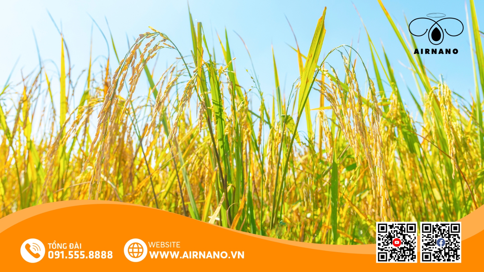 Đặc Điểm Của Giống Lúa BC15