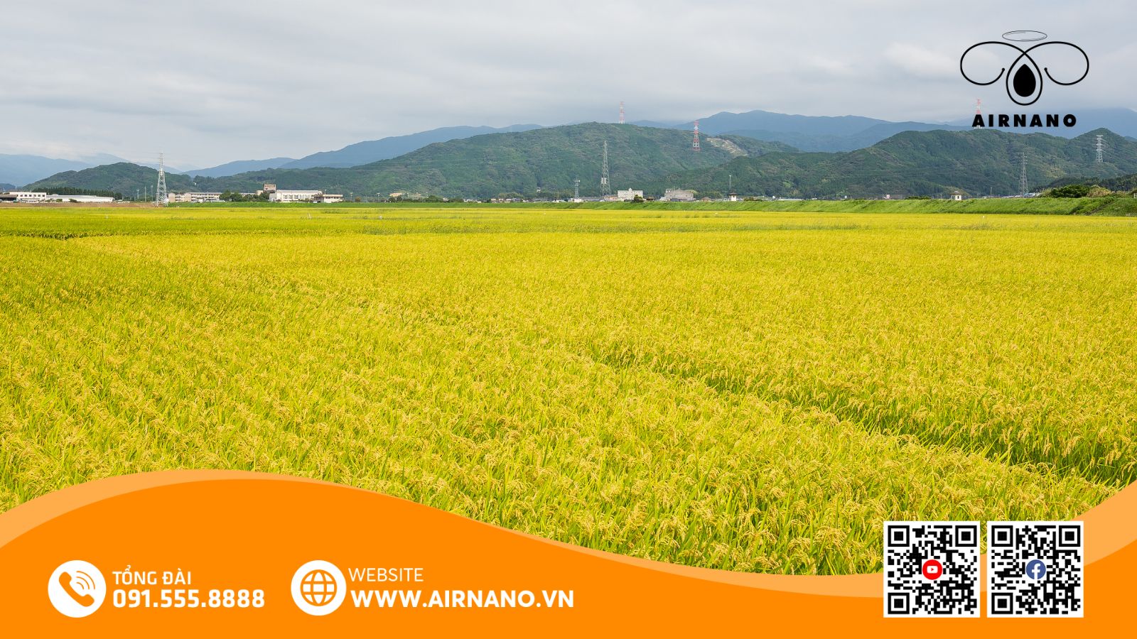 Đặc Điểm Của Giống Lúa Bắc Thịnh