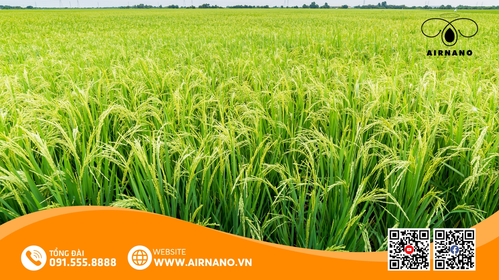 Đặc Điểm Của Giống Lúa Bắc Thơm Số 7