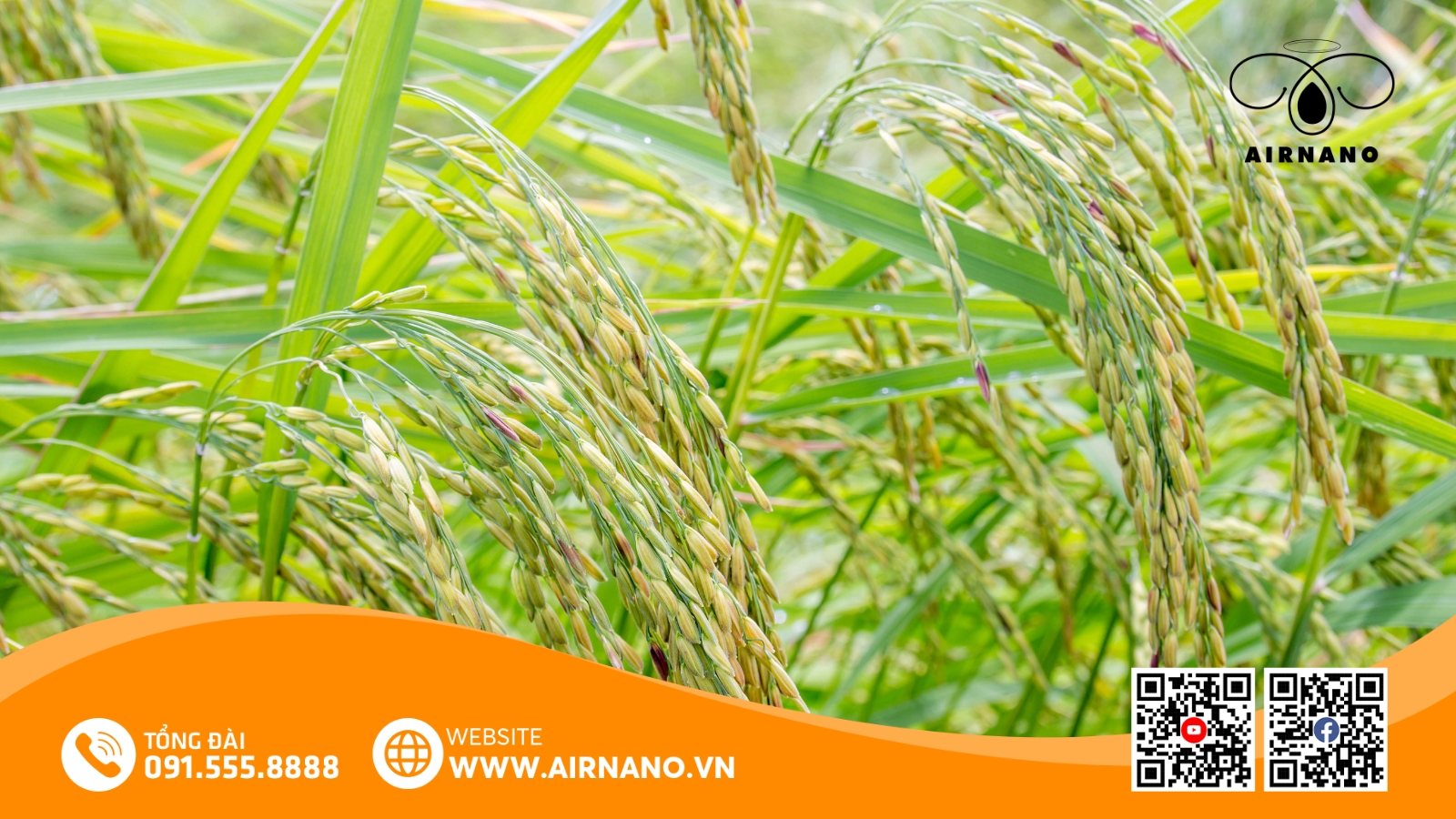 Đặc Điểm Của Giống Lúa HN6