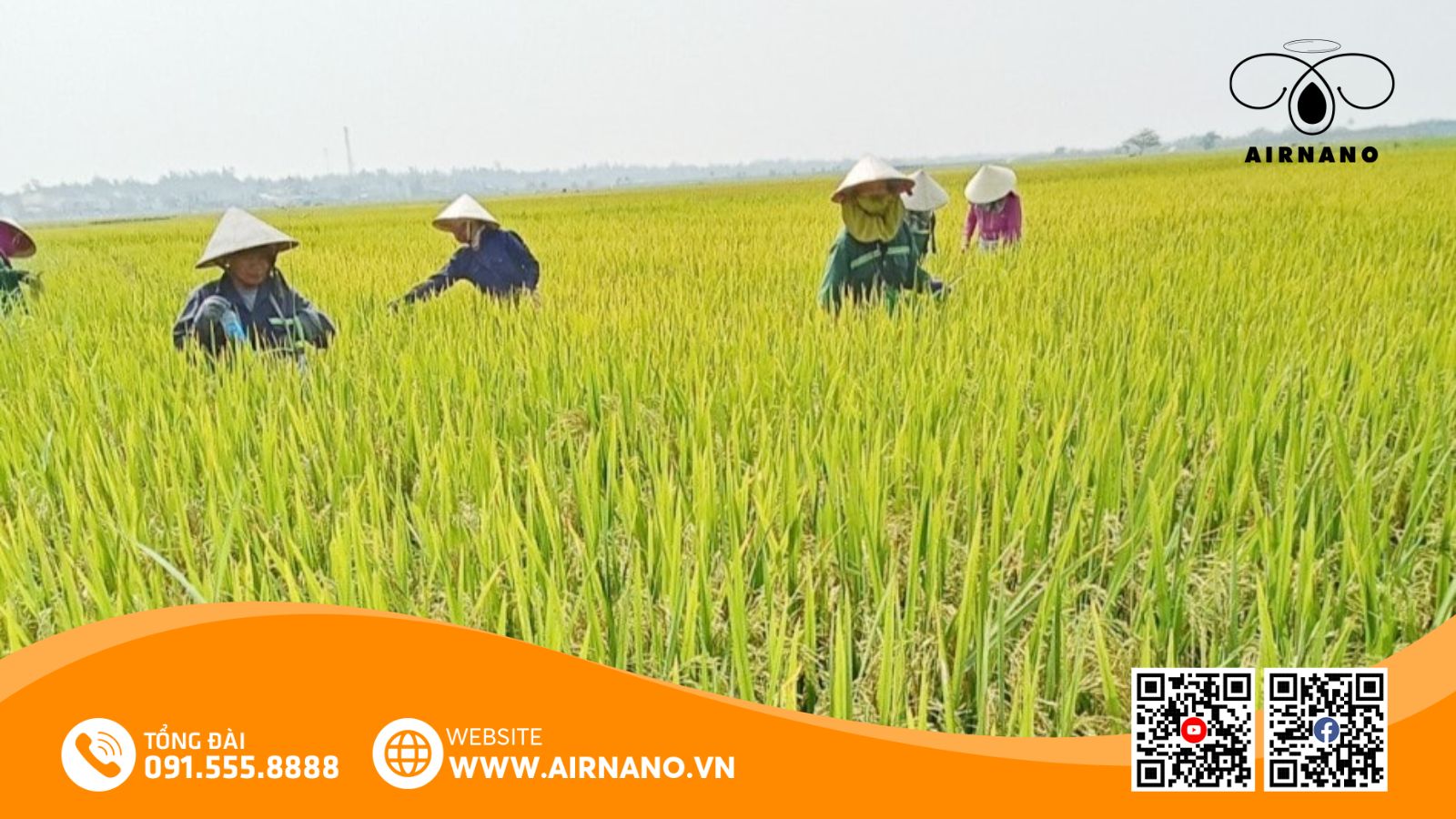 Đặc Điểm Của Giống Lúa HT1