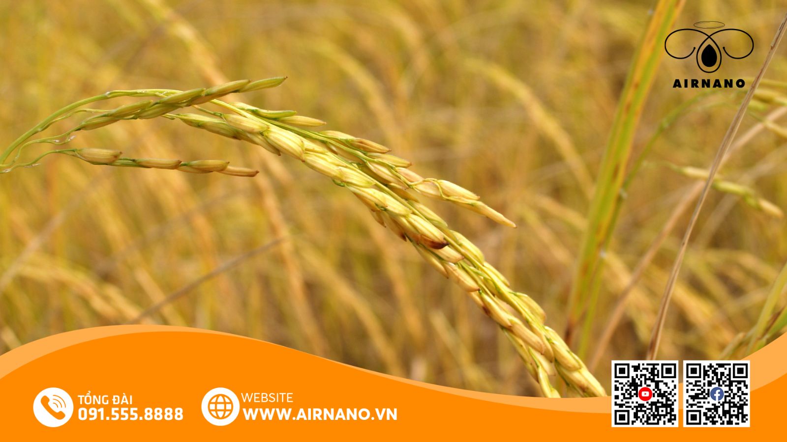 Đặc Điểm Của Giống Lúa Hà Phát