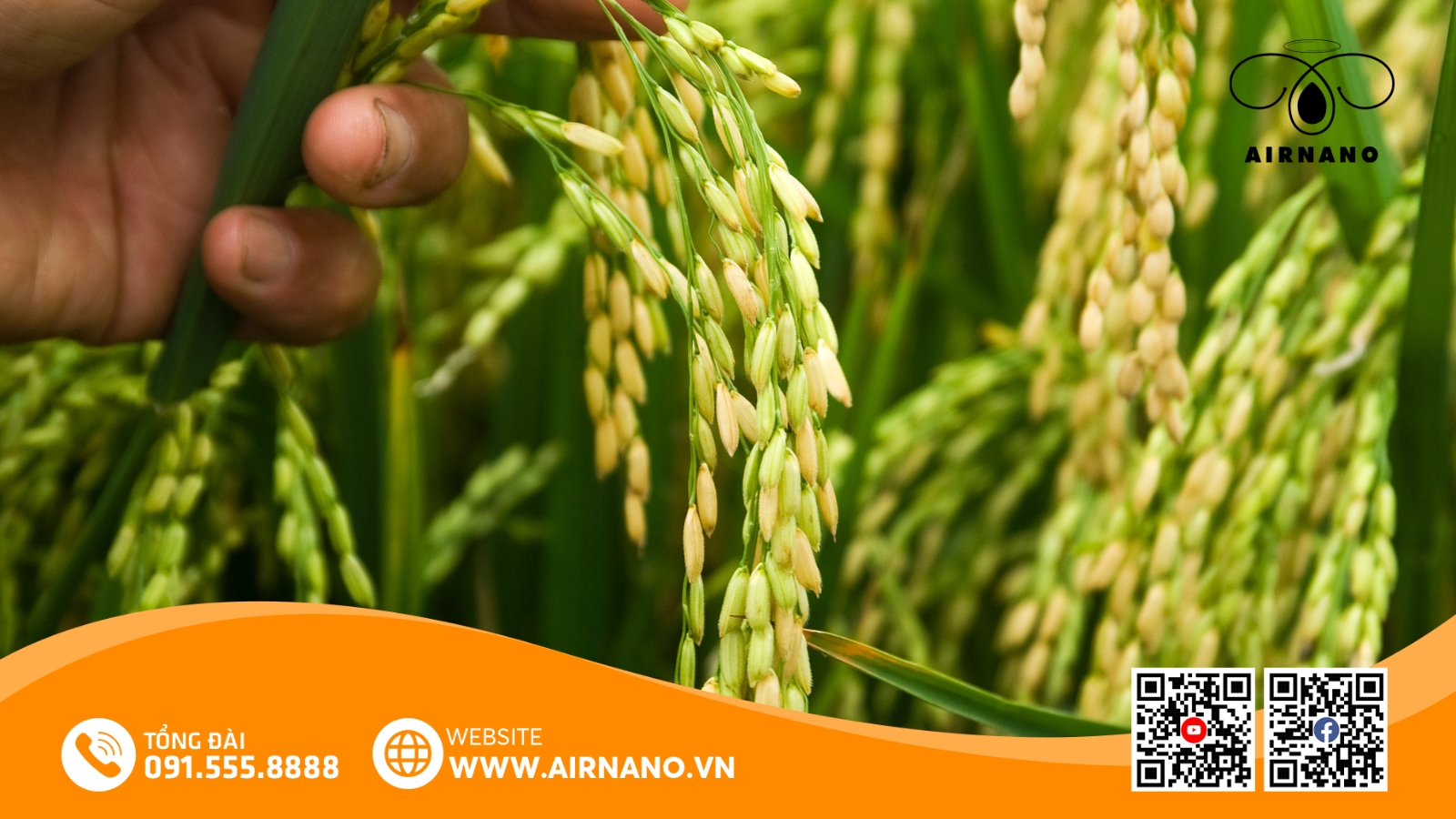 Đặc Điểm Của Giống Lúa Hòa Phát 3