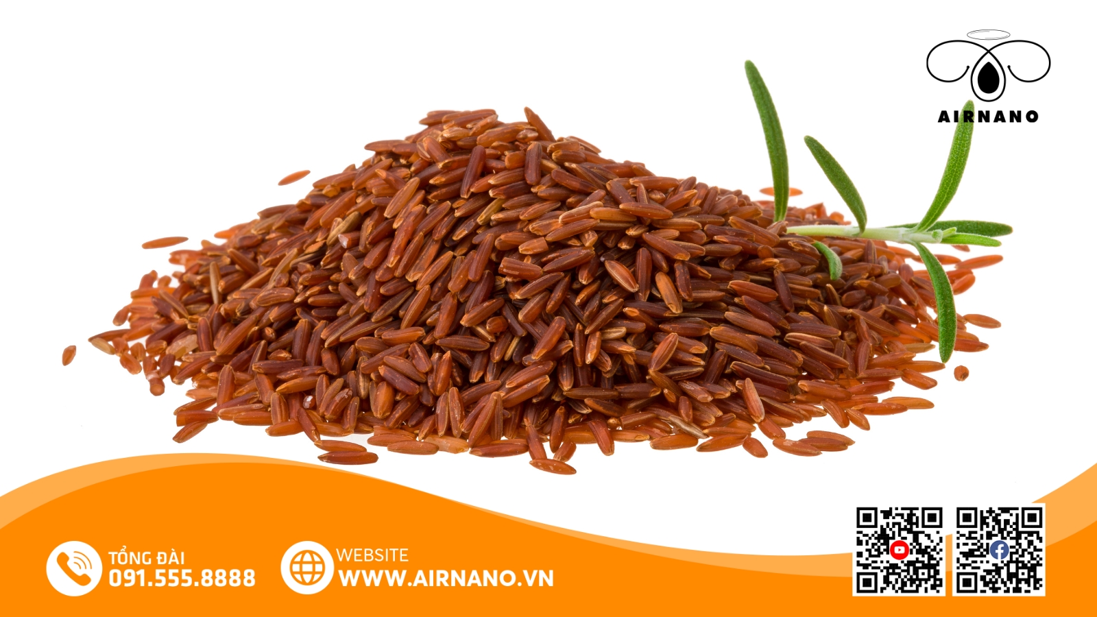 Đặc Điểm Của Giống Lúa Huyết Rồng