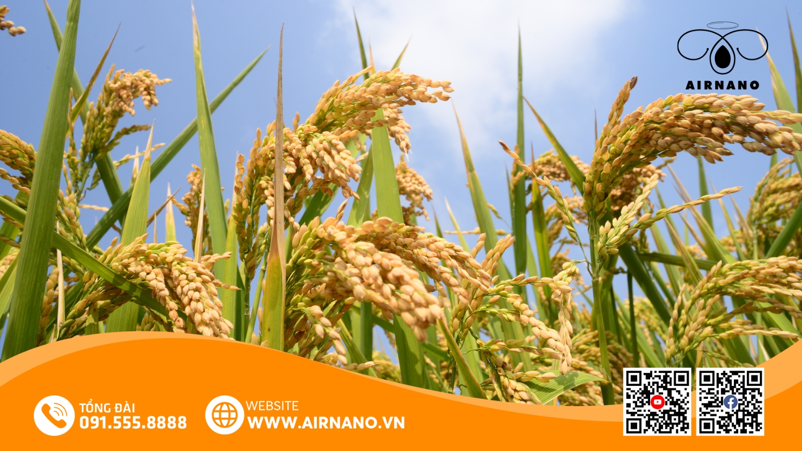 Đặc Điểm Của Giống Lúa Nàng Hoa 9