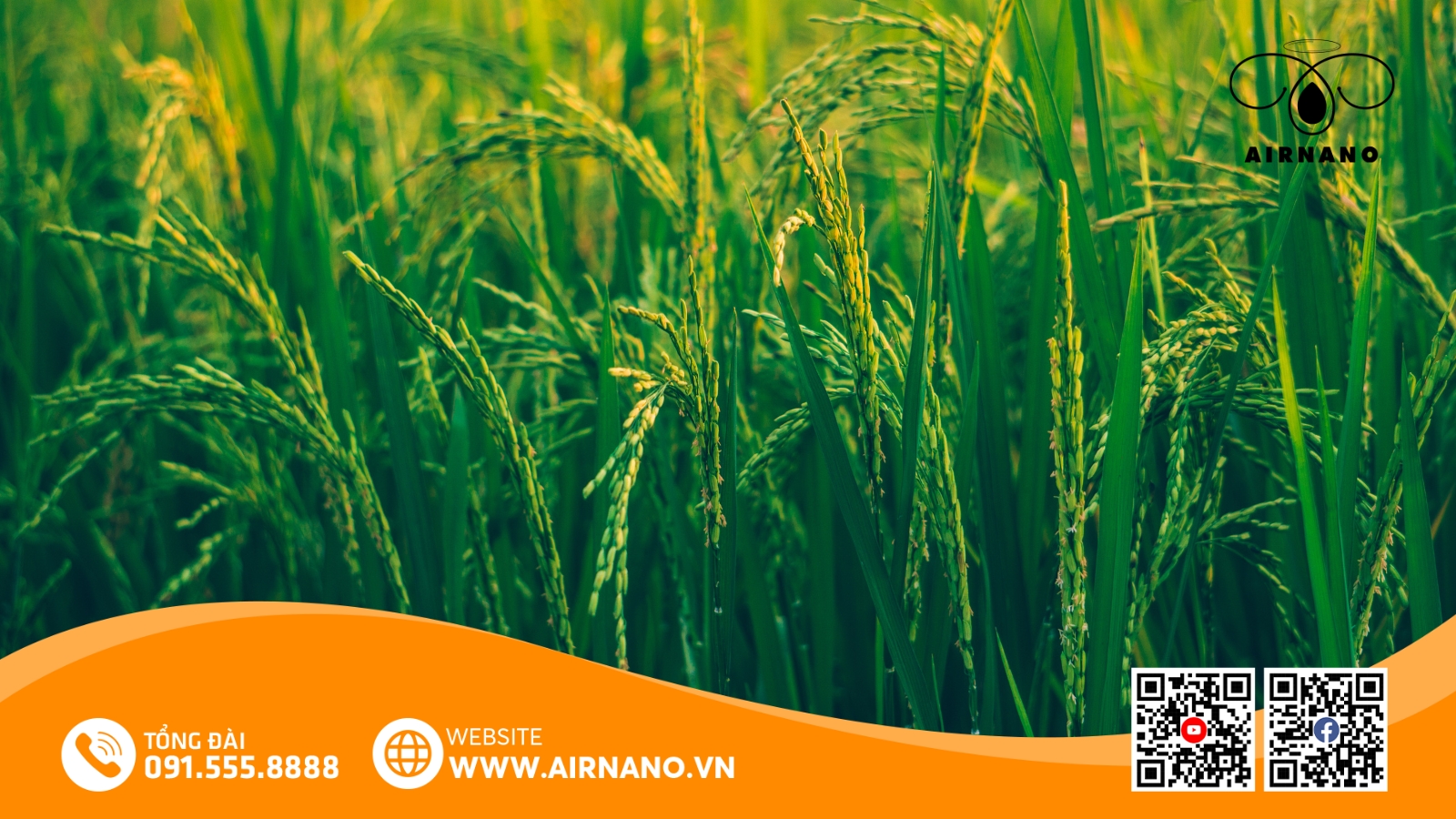 Đặc Điểm Của Giống Lúa Nhị Ưu 838