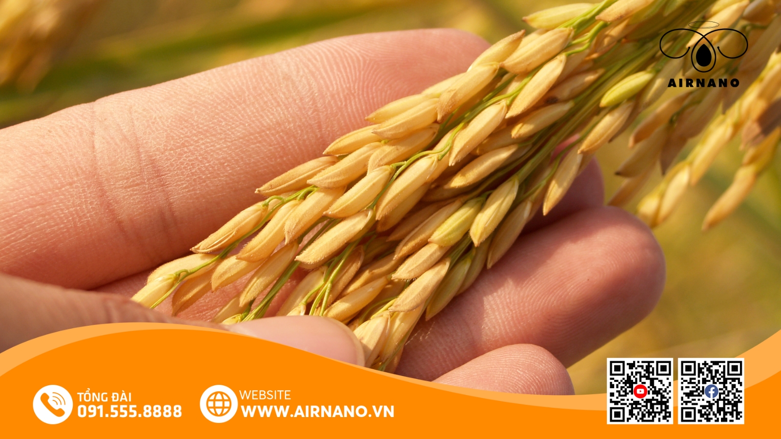 Đặc Điểm Của Giống Lúa RVT