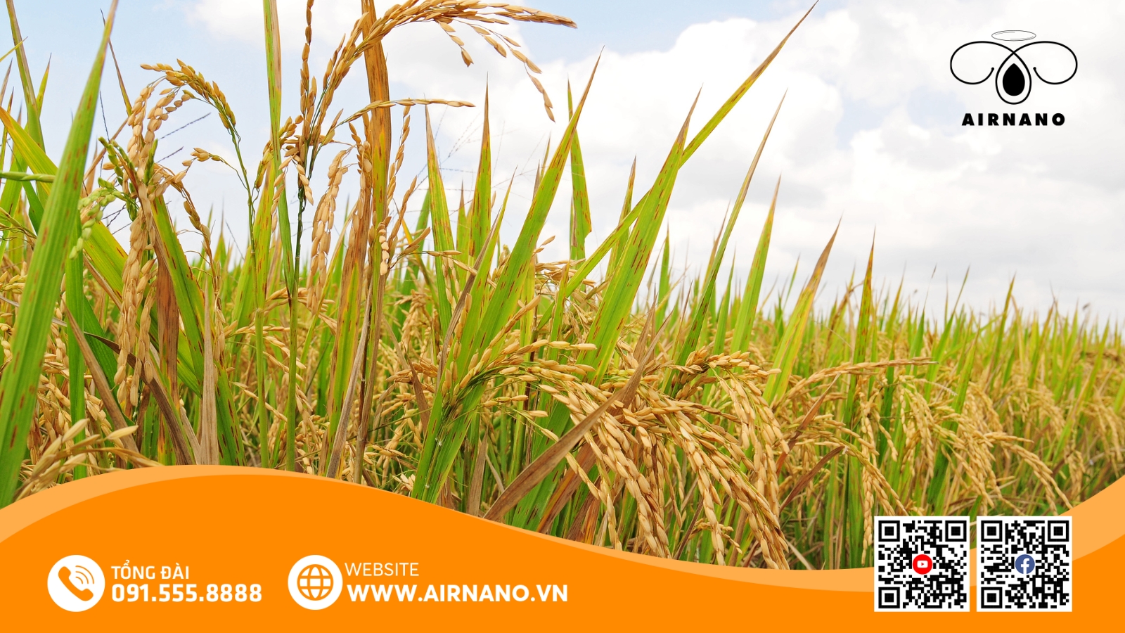 Đặc Điểm Của Giống Lúa ST24