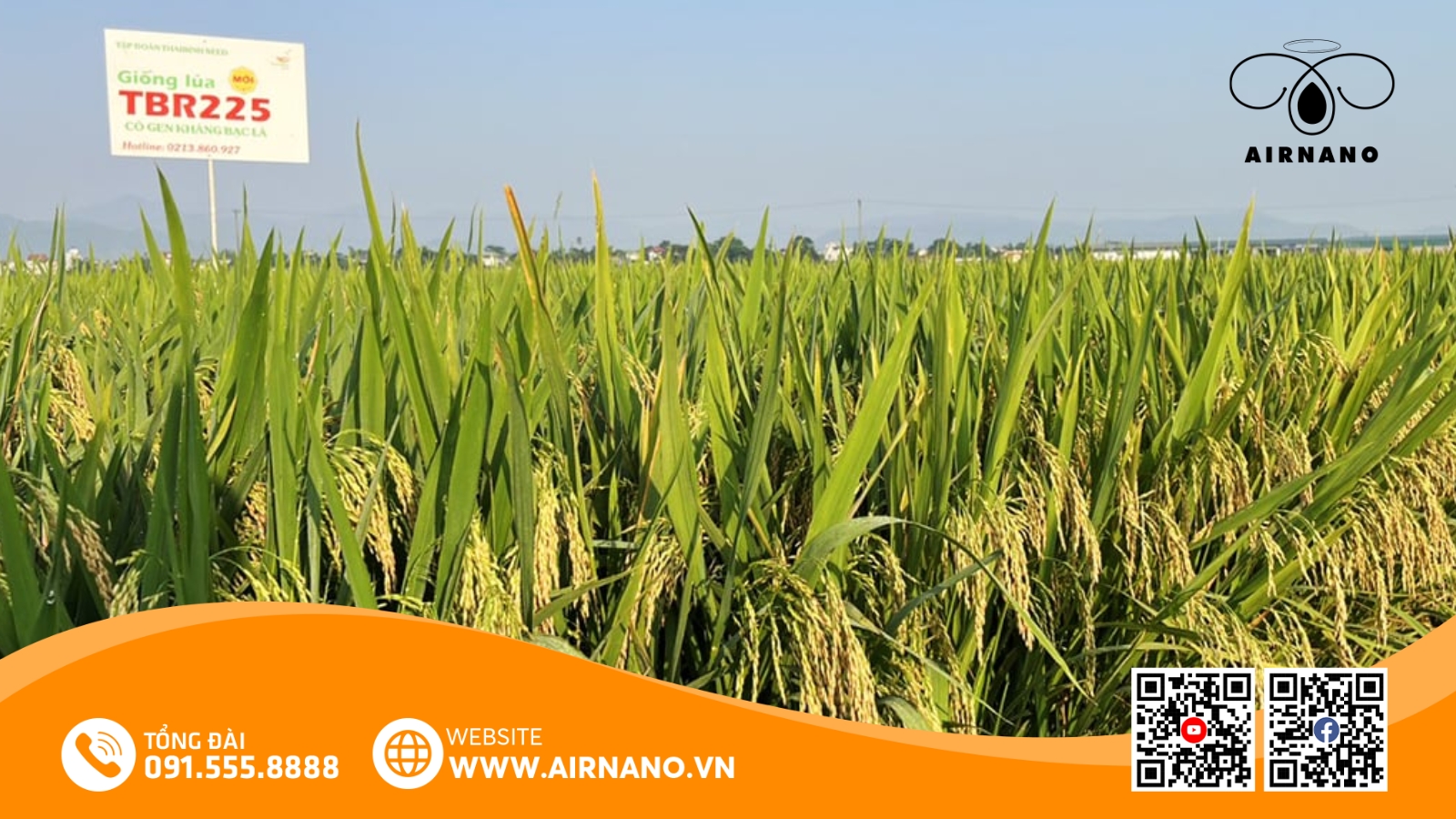 Đặc Điểm Của Giống Lúa TBR225