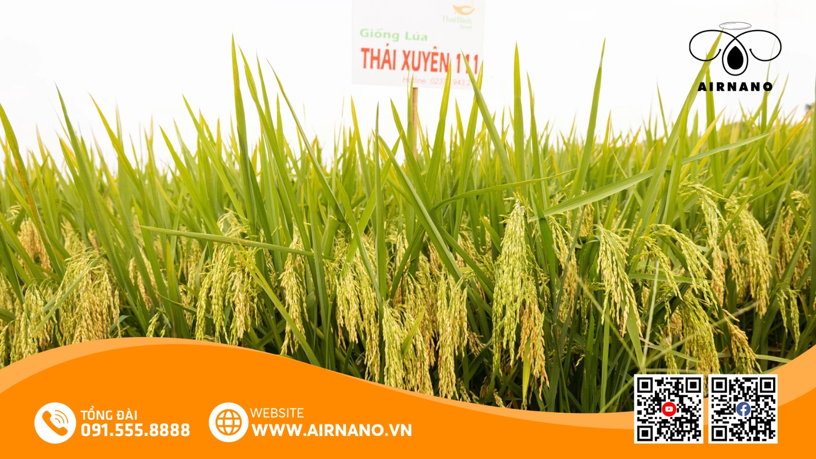 Đặc Điểm Của Giống Lúa Thái Xuyên 111