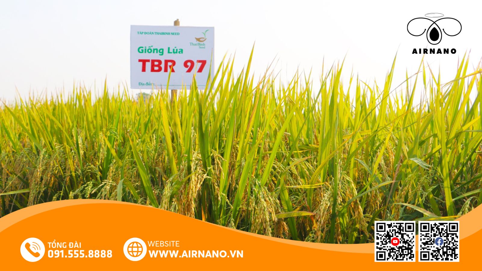 Đặc Điểm Nổi Bật Của Giống Lúa Nếp 97