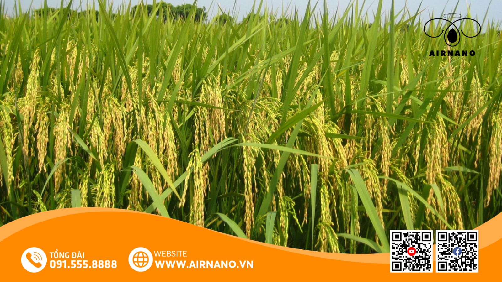 Đặc điểm của Giống lúa Khang Dân 18