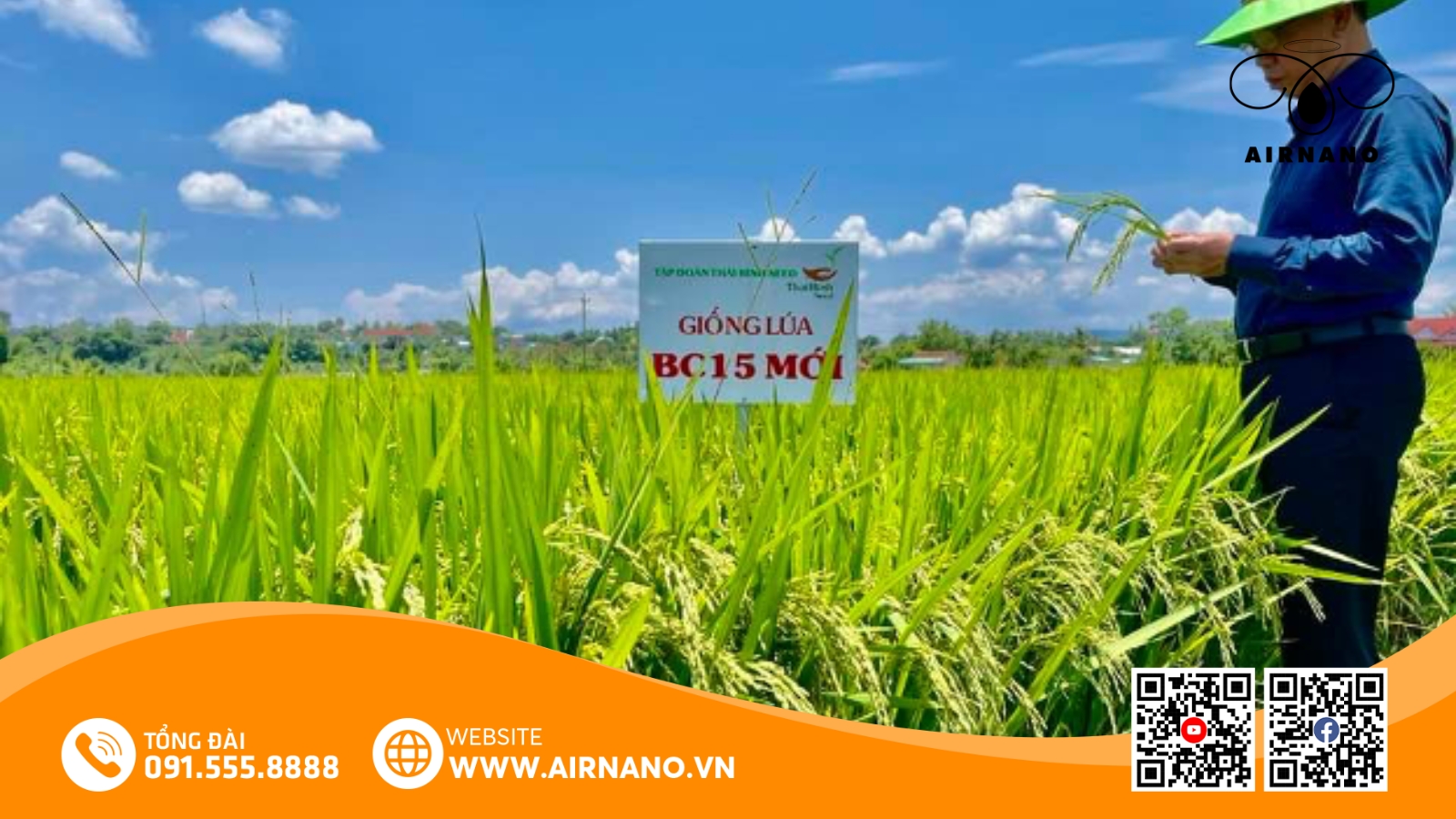 Giống Lúa BC15_ Đặc Điểm & Kỹ Thuật Canh Tác Hiệu Quả