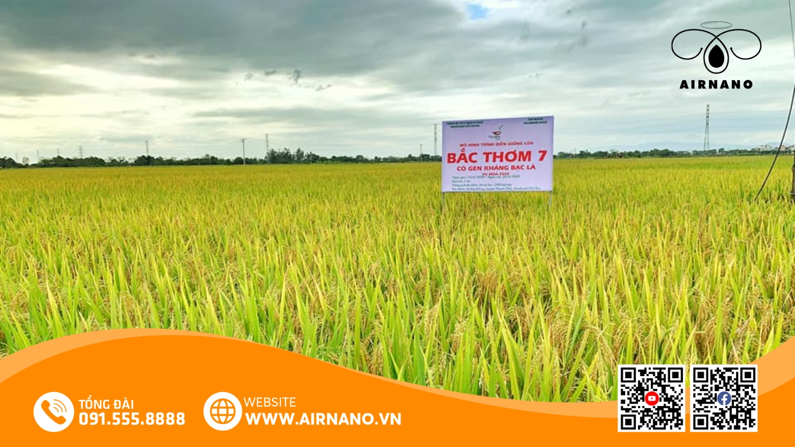 Giống Lúa Bắc Thơm Số 7_ Đặc Điểm & Kỹ Thuật Canh Tác Hiệu Quả