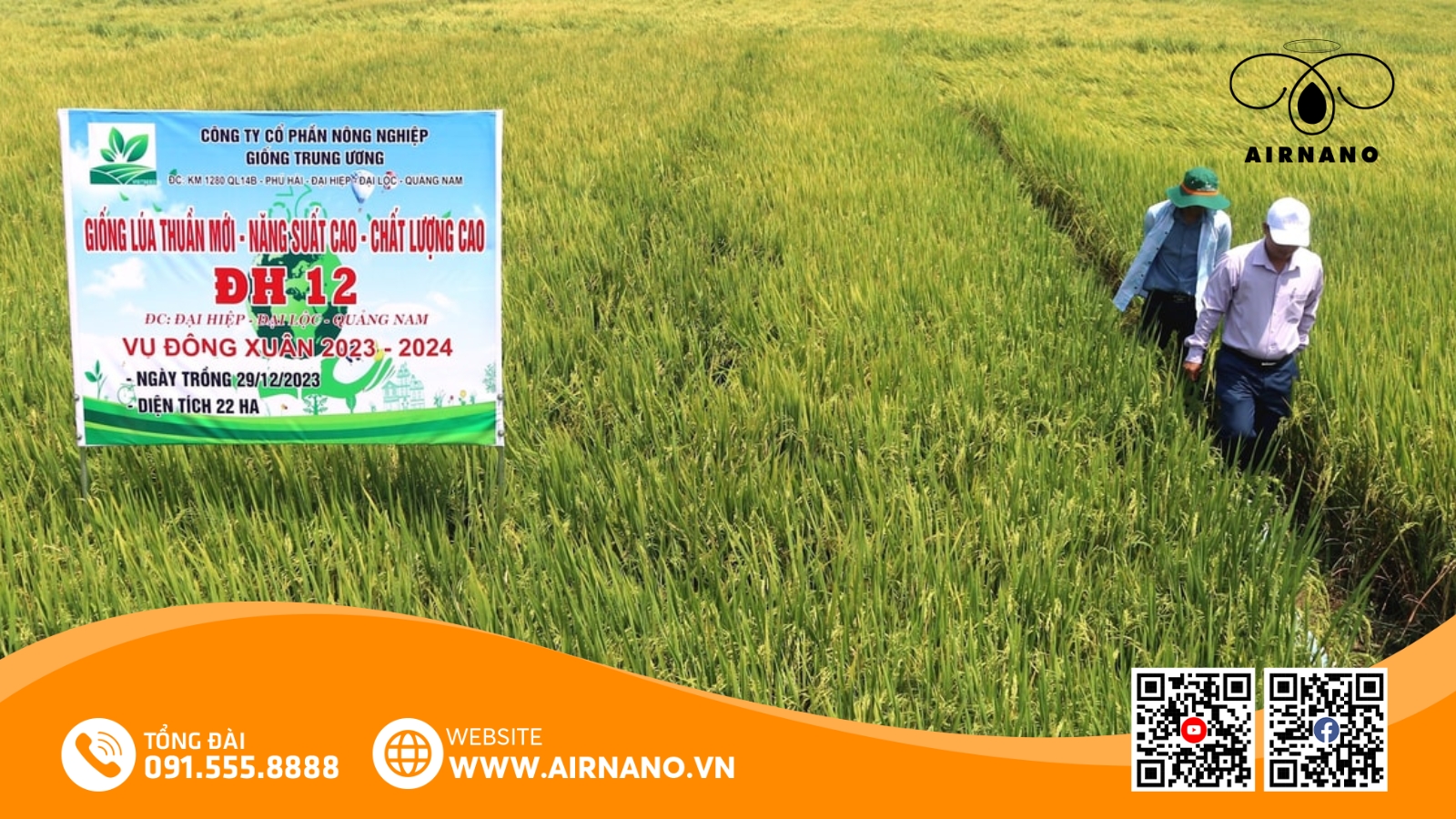Giống Lúa DH12_ Đặc Tính Vượt Trội và Kỹ Thuật Canh Tác Hiệu Quả