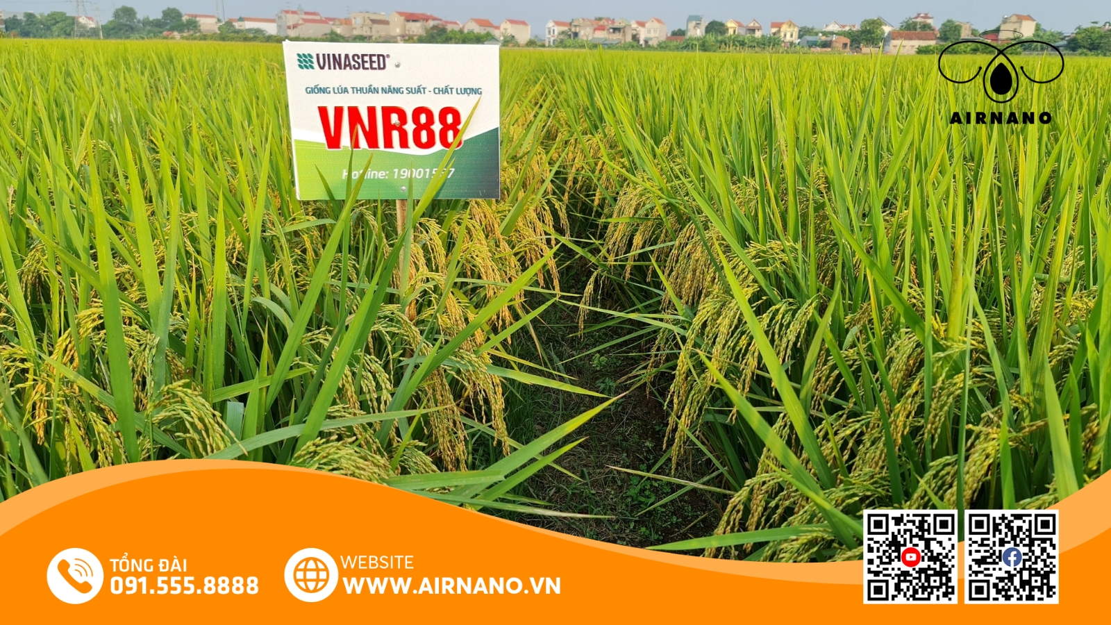 Giống Lúa VNR88_ Đặc Điểm và Kỹ Thuật Canh Tác