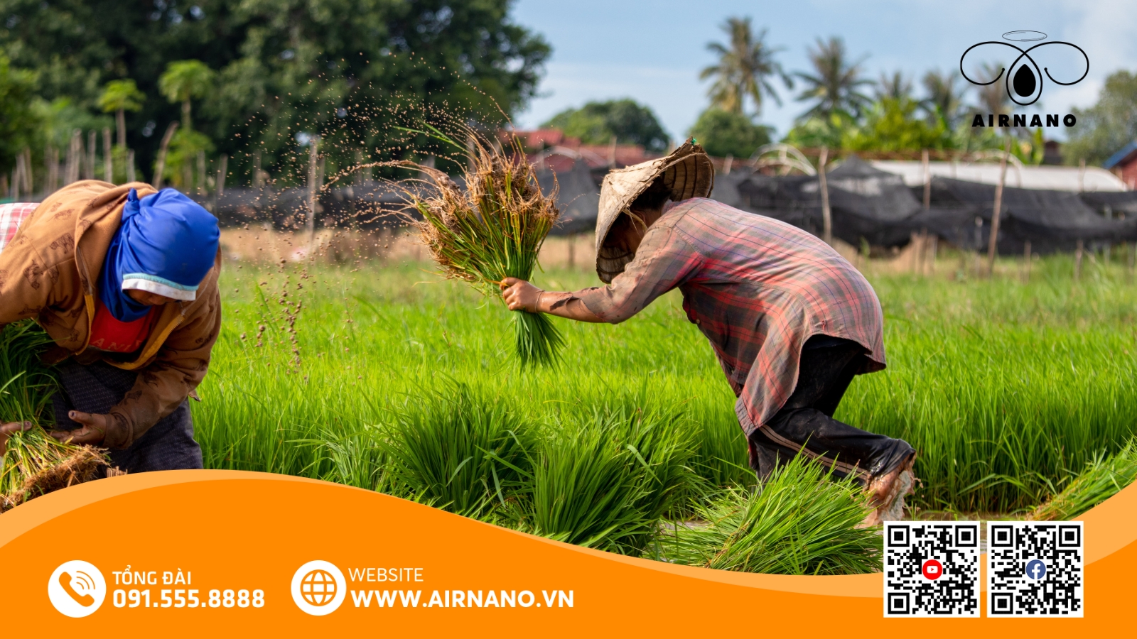 Kỹ Thuật Canh Tác Giống Lúa BC15