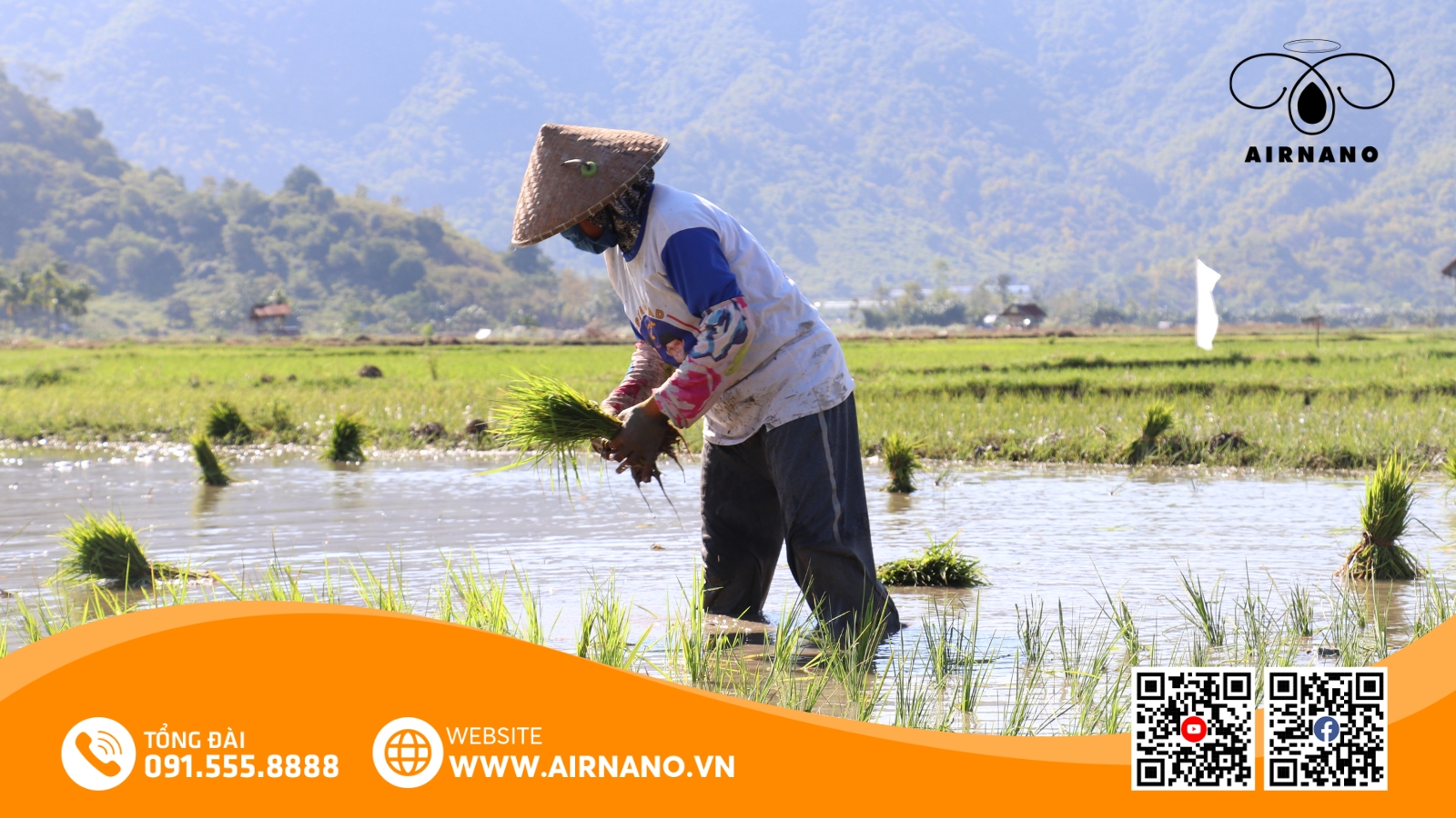 Kỹ Thuật Canh Tác Giống Lúa Bắc Thơm Số 7