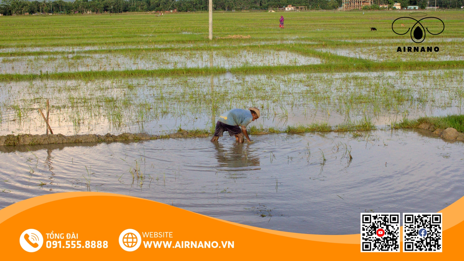 Kỹ Thuật Canh Tác Giống Lúa DH12 Đạt Năng Suất Cao