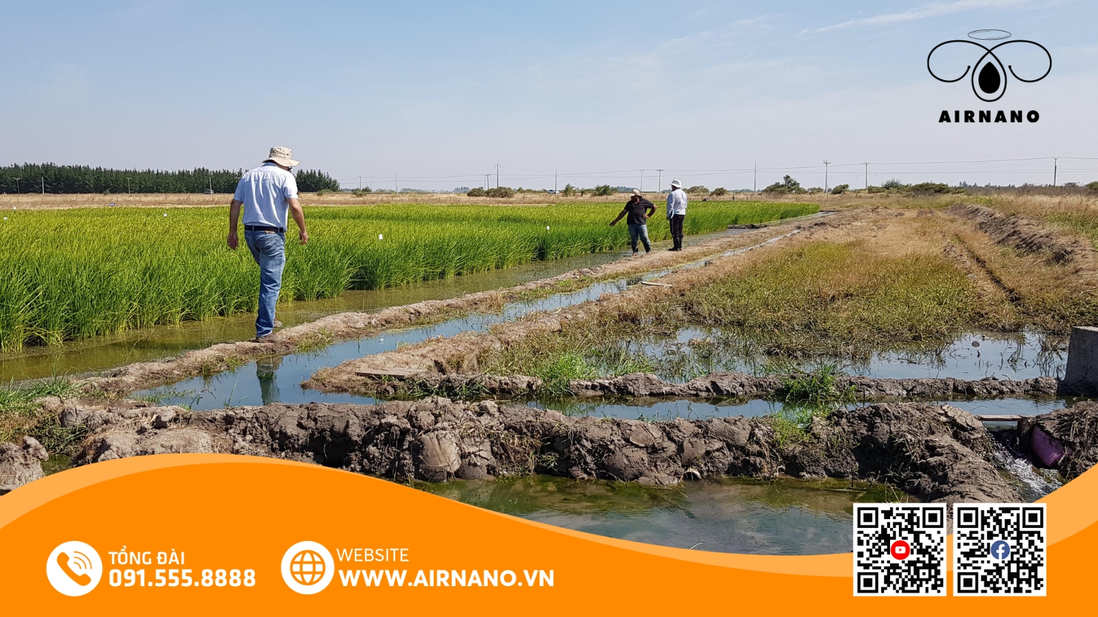 Kỹ Thuật Canh Tác Giống Lúa HN6