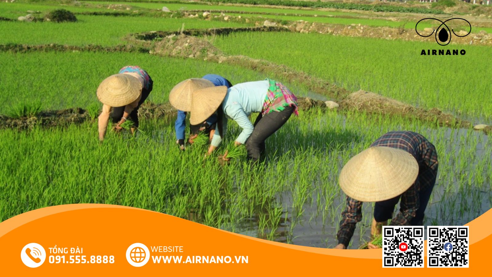 Kỹ Thuật Canh Tác Giống Lúa HT1