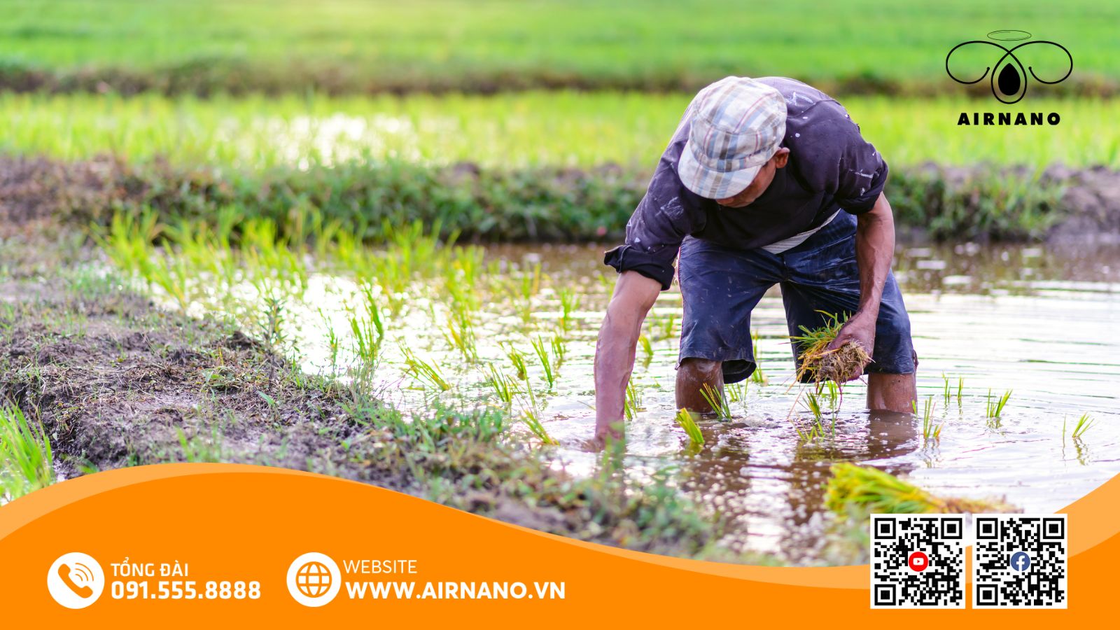 Kỹ Thuật Canh Tác Giống Lúa Hà Phát