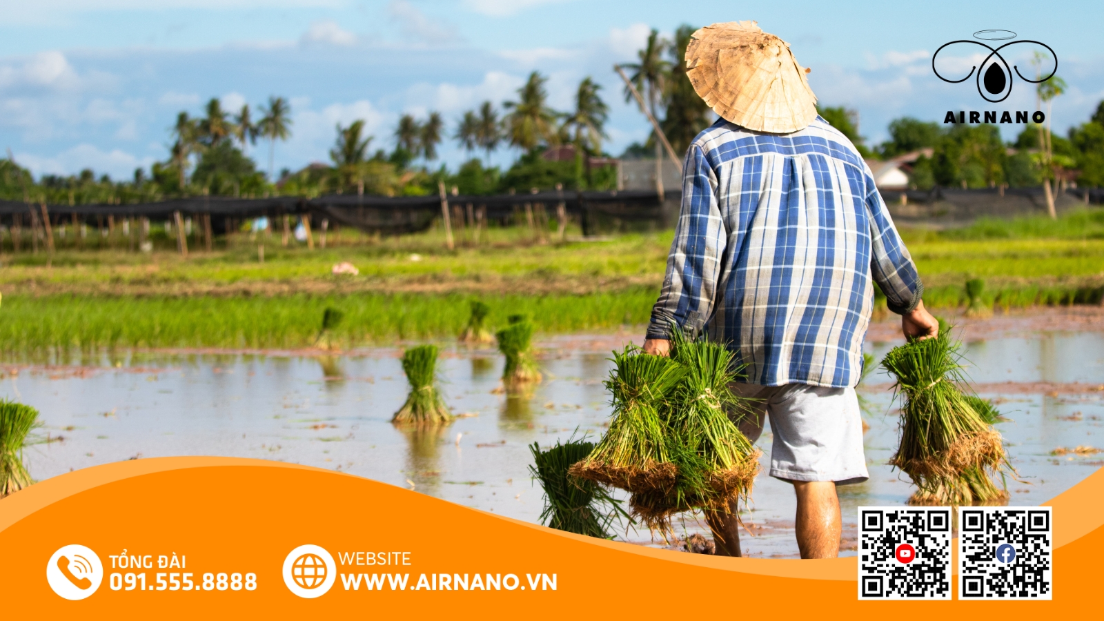 Kỹ Thuật Canh Tác Giống Lúa Hòa Phát 3