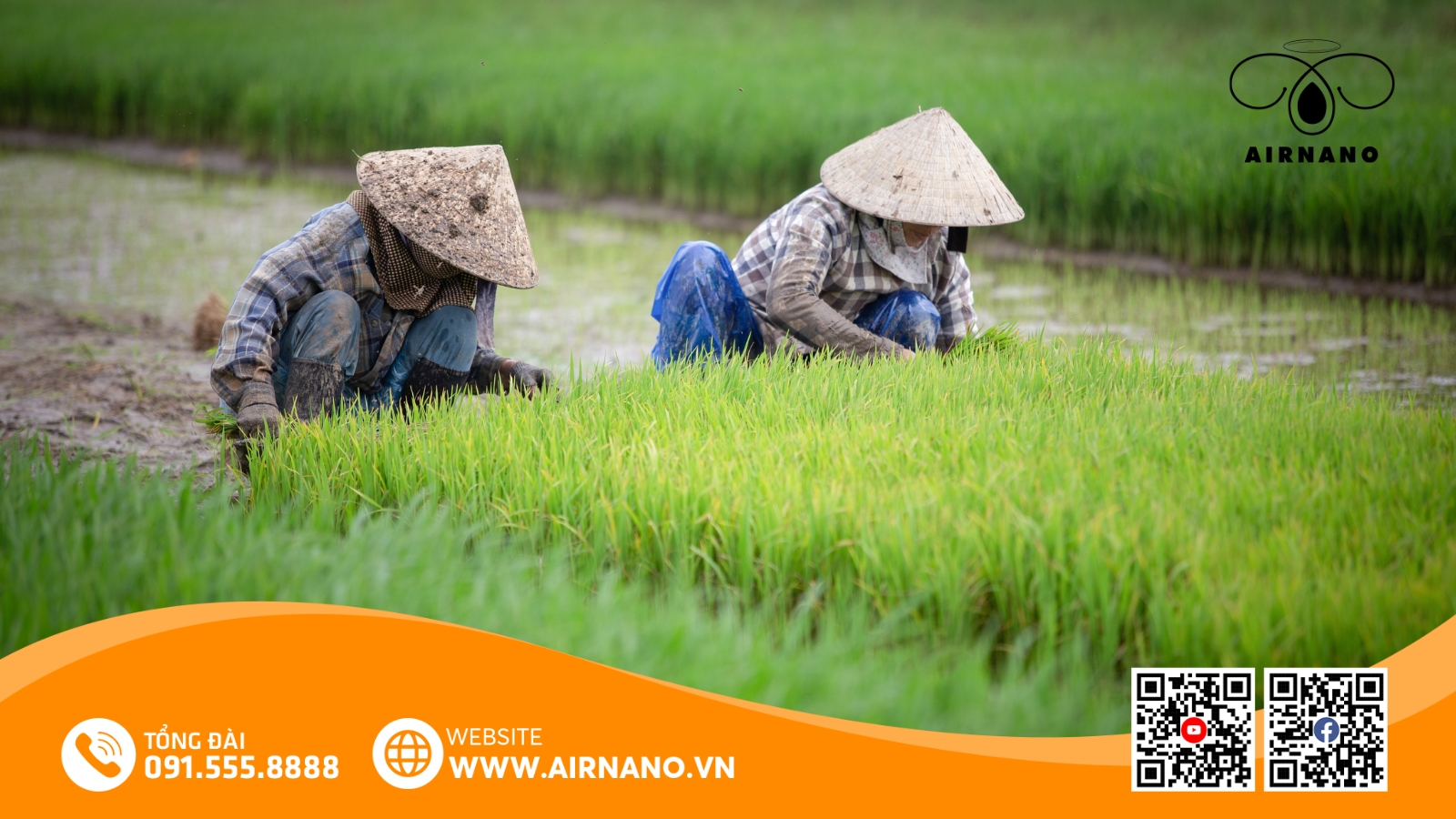Kỹ Thuật Canh Tác Giống Lúa Hương Châu 6 Hiệu Quả