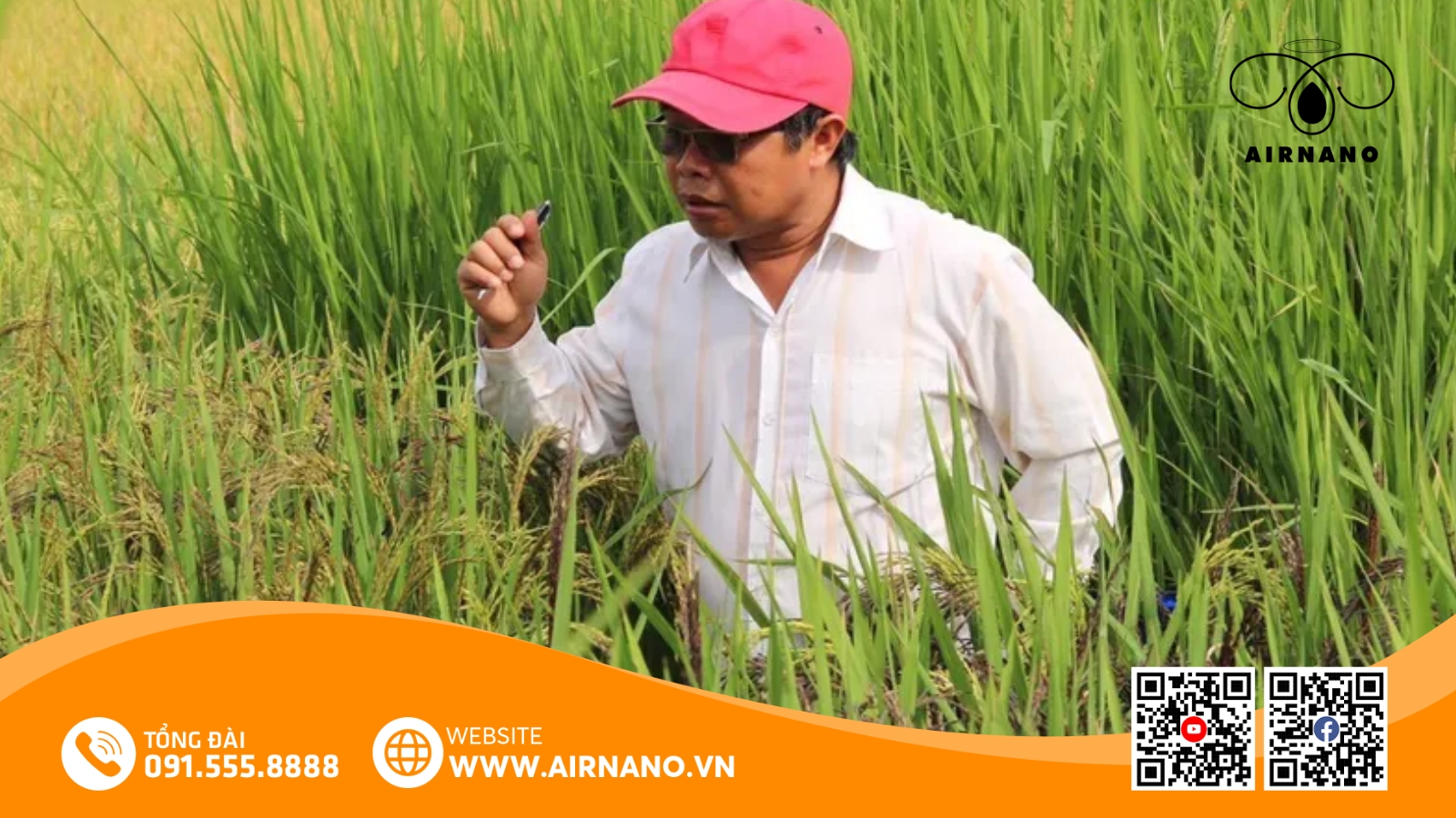 Kỹ Thuật Canh Tác Giống Lúa Huyết Rồng