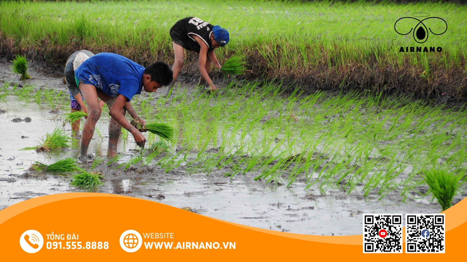 Kỹ Thuật Canh Tác Giống Lúa Nàng Hoa 9