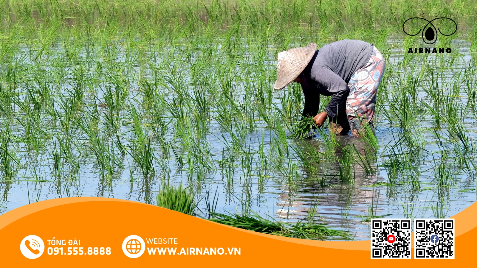 Kỹ Thuật Canh Tác Giống Lúa RVT Hiệu Quả