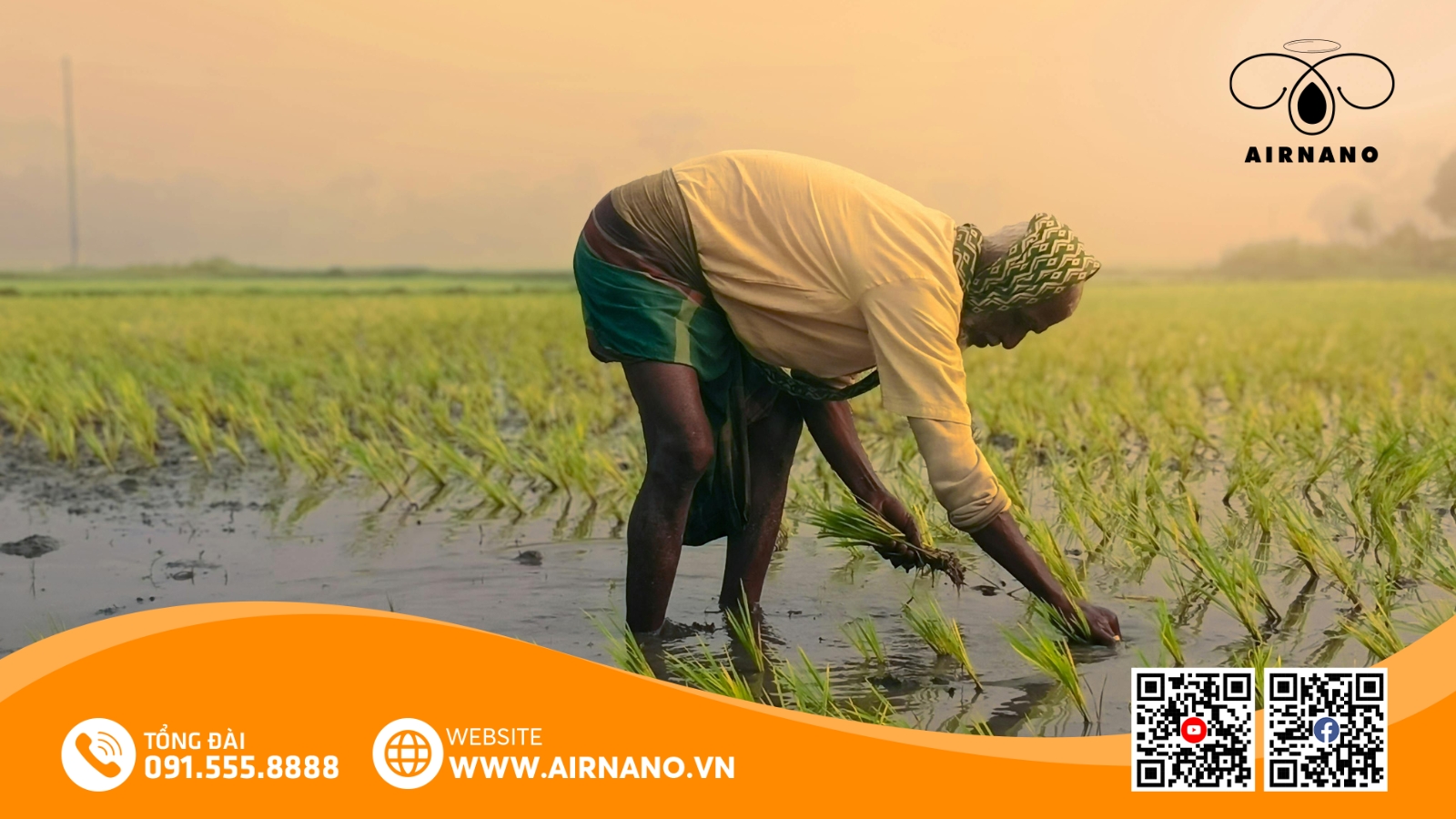 Kỹ Thuật Canh Tác Giống Lúa ST24