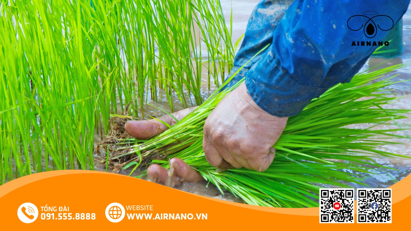 Kỹ Thuật Canh Tác Giống Lúa TBR225