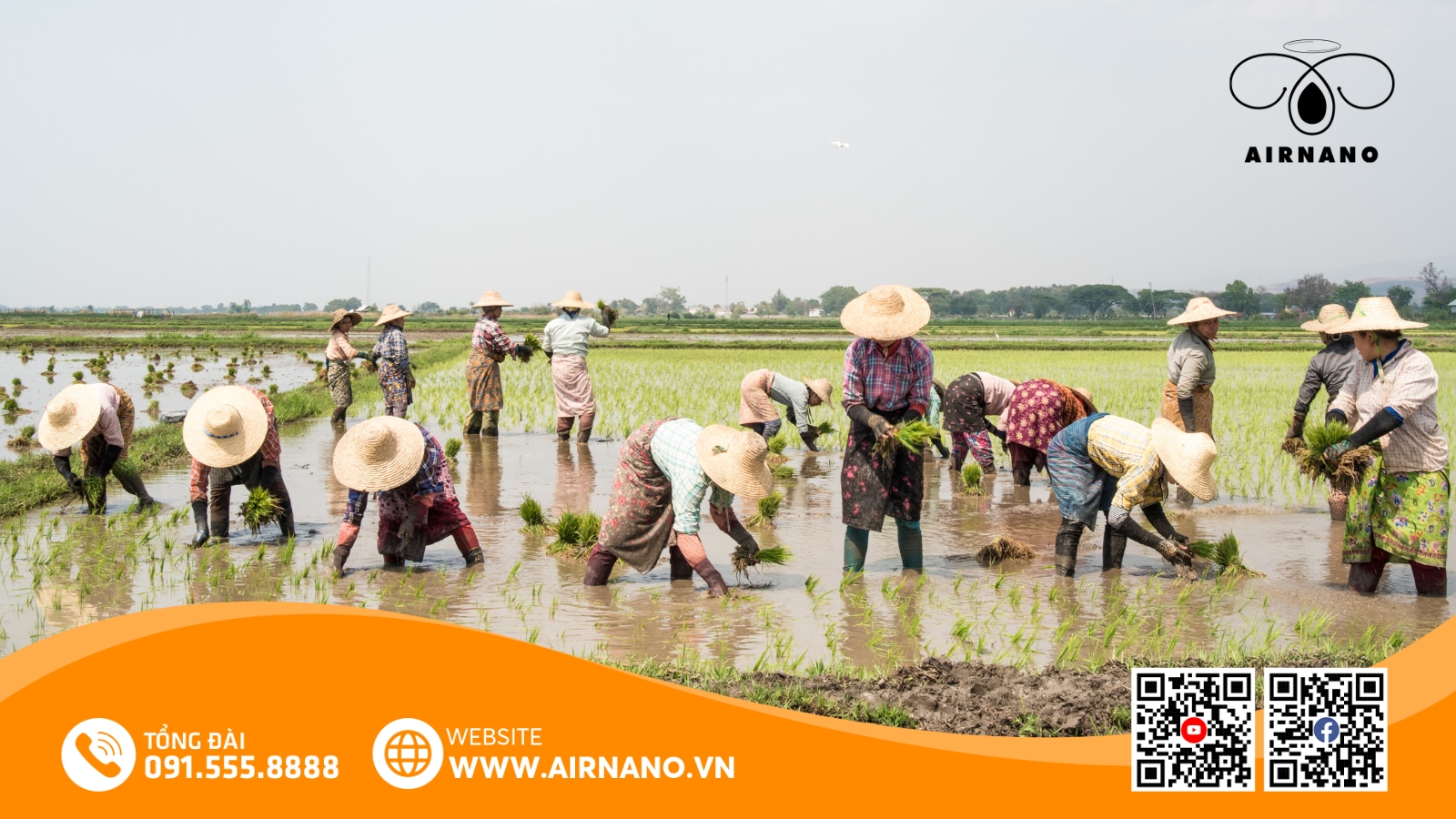 Kỹ Thuật Canh Tác Giống Lúa Thái Xuyên 111