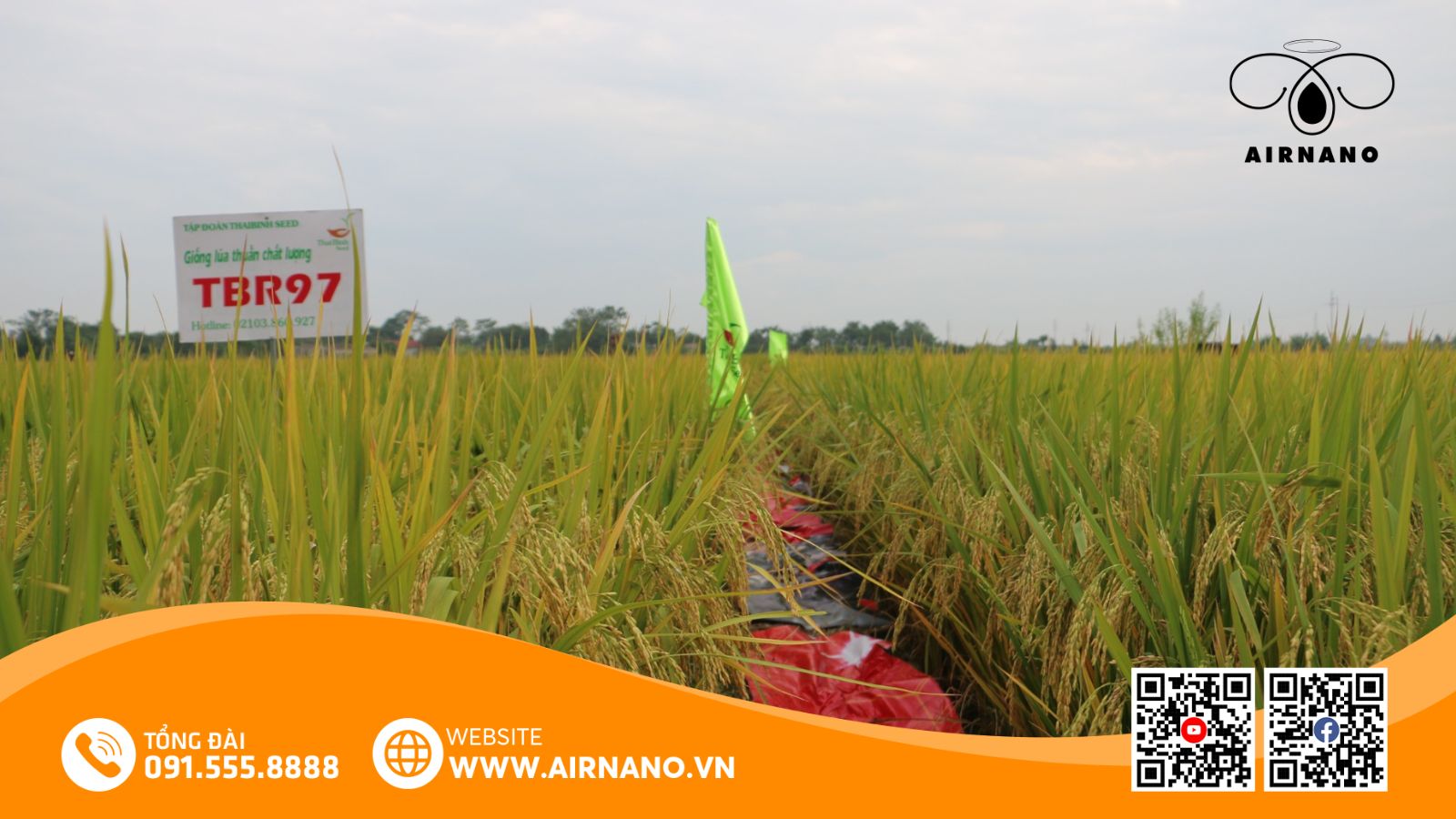 Kỹ Thuật Canh Tác Hiệu Quả Giống Lúa Nếp 97