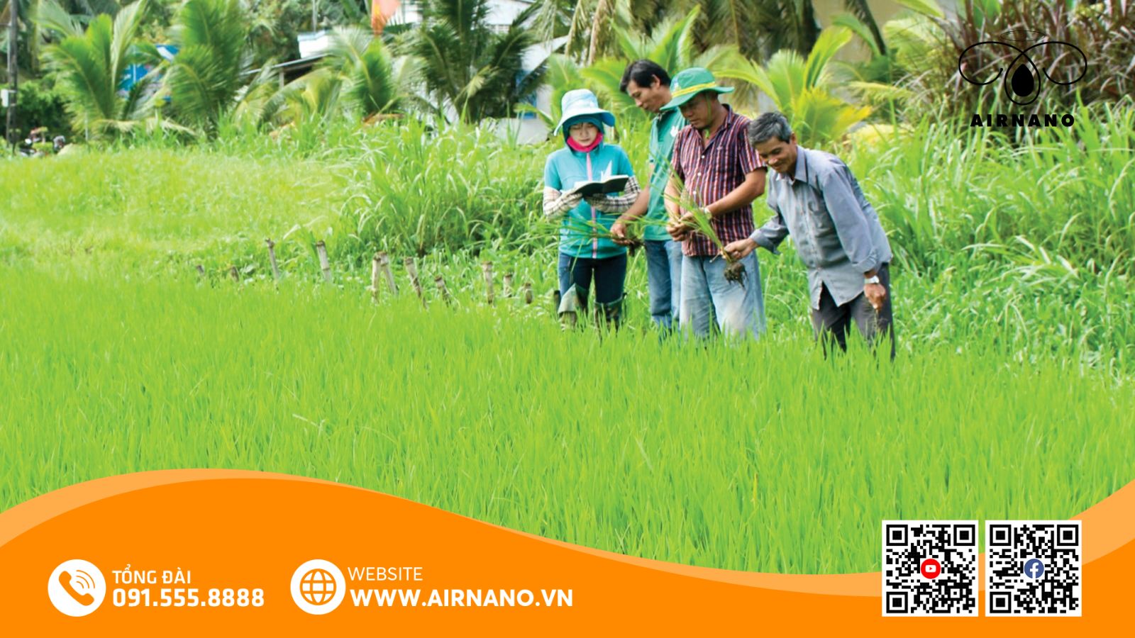 Kỹ thuật canh tác Khang Dân 18 hiệu quả